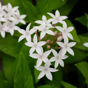 White Egyptian Star Flower Live Plants, Pentas Lanceolata, 2 Pack, 5-9