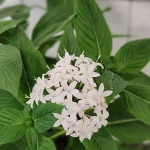 White Egyptian Star Flower Live Plants, Pentas Lanceolata, 2 Pack, 5-9