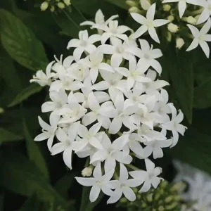 White Egyptian Star Flower Live Plants, Pentas Lanceolata, 2 Pack, 5-9" Tall, Outdoor - Image 1