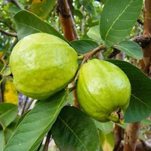 White Guava Live Plant 6-8in Tall – 4in Pot – Fruit Tree for Home Garden - Image 2