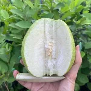 White Guava Live Plant 6-8in Tall – 4in Pot – Fruit Tree for Home Garden - Image 1