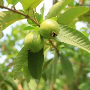 White Guava Live Plant – 8-12in Tall – Half Gallon Pot – Outdoor Fruit Tree - Image 2