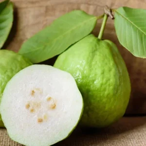 White Guava Live Plant – 8-12in Tall – Half Gallon Pot – Outdoor Fruit Tree - Image 1