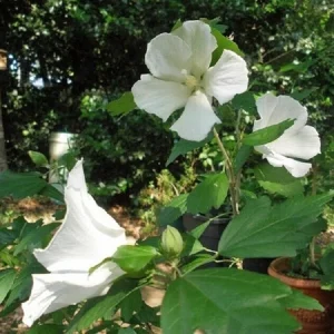 White Hibiscus Syriacus 'Diana' Live Plant – 4-6 Inch Starter Shrub - Image 1