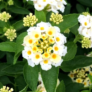 White Lantana Live Plant 'Silver Mound' - 5-9 inches Tall - Pack of 2 - Outdoor Flower - Image 2