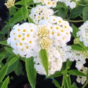White Lantana Live Plant 'Silver Mound' - 5-9 inches Tall - Pack of 2 - Outdoor Flower - Image 3