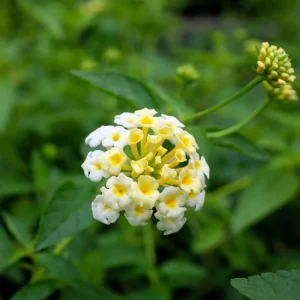 White Lantana Live Plant 'Silver Mound' - 5-9 inches Tall - Pack of 2 - Outdoor Flower - Image 5