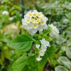 White Lantana Live Plant - Silver Mound Trailing Blooms, 5-9