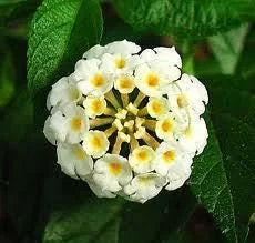White Lantana Live Plant - Silver Mound Trailing Blooms, 5-9" Tall, 2-Pack, Outdoor - Image 1