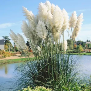White Pampas Grass Starter Plant - 4 Inch Pot - Elegant & Fluffy Decor - Image 2