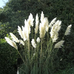 White Pampas Grass Starter Plant - 4 Inch Pot - Elegant & Fluffy Decor - Image 3