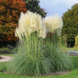 White Pampas Grass Starter Plant - 4 Inch Pot - Elegant & Fluffy Decor - Image 4