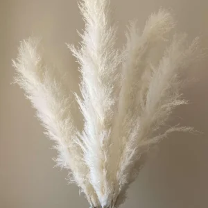 White Pampas Grass Starter Plant - 4 Inch Pot - Elegant & Fluffy Decor - Image 5