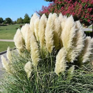 White Pampas Grass Starter Plant - 4 Inch Pot - Elegant & Fluffy Decor - Image 7