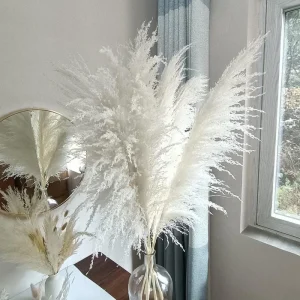 White Pampas Grass Starter Plant - 4 Inch Pot - Elegant & Fluffy Decor - Image 8