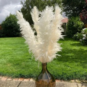 White Pampas Grass Starter Plant - 4 Inch Pot - Elegant & Fluffy Decor - Image 1