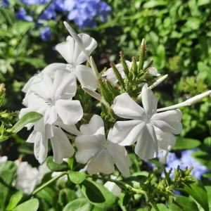 White Plumbago Live Plant – 2-Pack, 5-9" Tall, Cape Leadwort, Fast-Growing Outdoor Shrub - Image 2