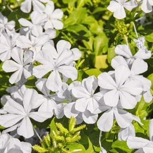 White Plumbago Live Plant – 2-Pack, 5-9