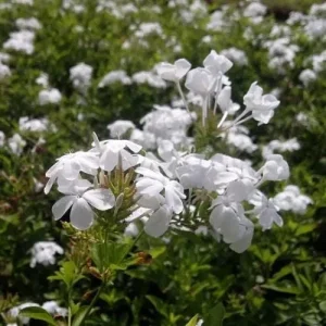 White Plumbago Live Plant – 2-Pack, 5-9