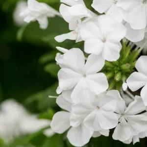 White Plumbago Live Plant – 2-Pack, 5-9" Tall, Cape Leadwort, Fast-Growing Outdoor Shrub - Image 1