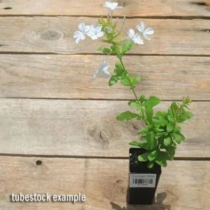 White Plumbago Live Plant – 2-Pack, 5-9