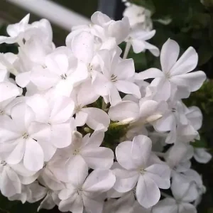 White Plumbago Live Plant – 2-Pack, 5-9