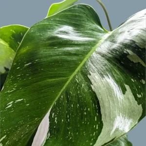 White Princess Philodendron Live Plant – 4 inch Potted Houseplant – Indoor - Image 2
