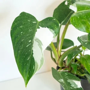 White Princess Philodendron Live Plant – 4 inch Potted Houseplant – Indoor - Image 3