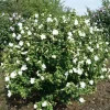 White Rose of Sharon 'Totus Albus' Live Plant - 4-6 Inch Starter Shrub - Image 1