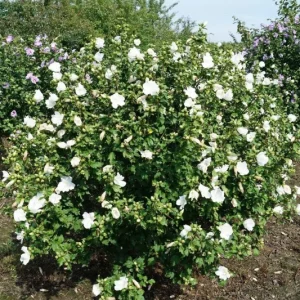 White Rose of Sharon 'Totus Albus' Live Plant - 4-6 Inch Starter Shrub - Image 1