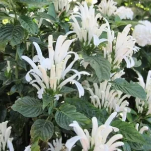 White Shrimp Plant Live Plant – 4in Pot – Indoor Flowering Houseplant - Image 2