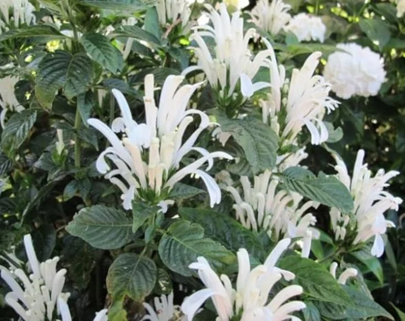 White Shrimp Plant Live Plant – 4in Pot – Indoor Flowering Houseplant - Image 2
