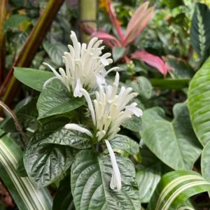 White Shrimp Plant Live Plant – 4in Pot – Indoor Flowering Houseplant - Image 3