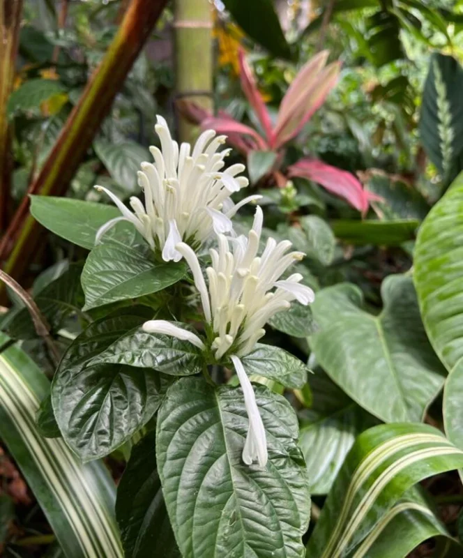 White Shrimp Plant Live Plant – 4in Pot – Indoor Flowering Houseplant - Image 3