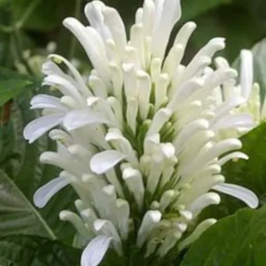 White Shrimp Plant Live Plant – 4in Pot – Indoor Flowering Houseplant - Image 1