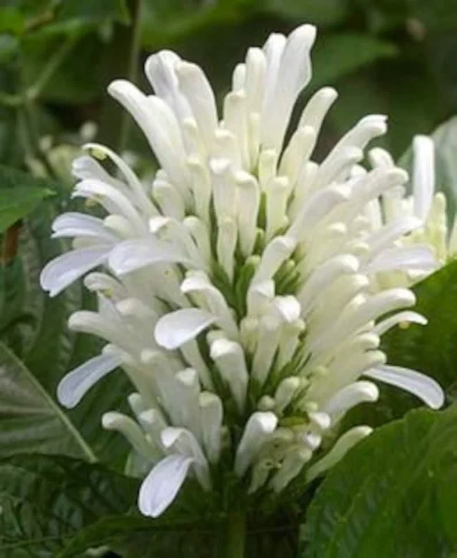White Shrimp Plant Live Plant – 4in Pot – Indoor Flowering Houseplant - Image 1