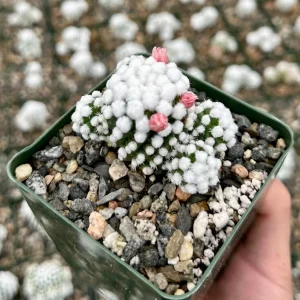 White Snowcap Cactus Live Plant, Mammillaria Gracilis, Rare Succulent, 2