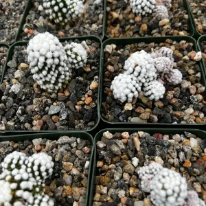 White Snowcap Cactus Live Plant, Mammillaria Gracilis, Rare Succulent, 2