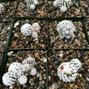 White Snowcap Cactus Live Plant, Mammillaria Gracilis, Rare Succulent, 2