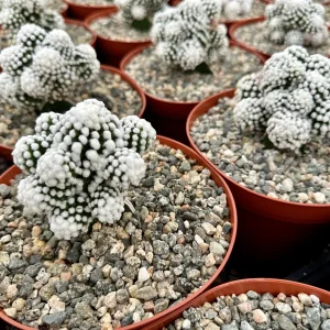White Snowcap Cactus Live Plant, Mammillaria Gracilis, Rare Succulent, 2