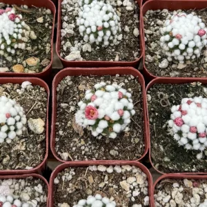 White Snowcap Cactus Live Plant, Mammillaria Gracilis, Rare Succulent, 2
