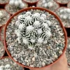 White Snowcap Cactus Live Plant, Mammillaria Gracilis, Rare Succulent, 2" or 3.5" Pot - Image 1