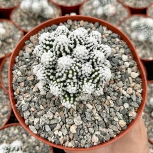 White Snowcap Cactus Live Plant, Mammillaria Gracilis, Rare Succulent, 2