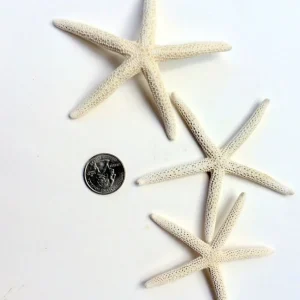 White Starfish Seashell - 3-4 inch Natural Ocean Decor for Weddings & Crafts - Image 2