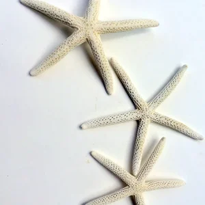 White Starfish Seashell - 3-4 inch Natural Ocean Decor for Weddings & Crafts - Image 3