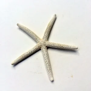 White Starfish Seashell - 3-4 inch Natural Ocean Decor for Weddings & Crafts - Image 4