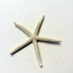 White Starfish Seashell - 3-4 inch Natural Ocean Decor for Weddings & Crafts - Image 5
