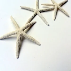 White Starfish Seashell - 3-4 inch Natural Ocean Decor for Weddings & Crafts - Image 1