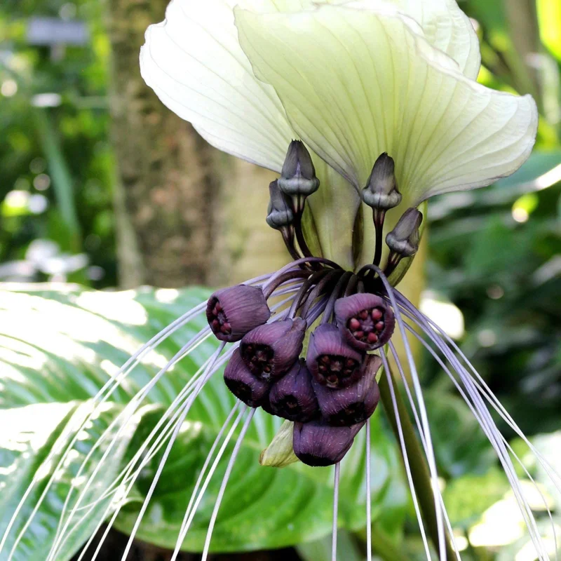 White Tacca Bat Flower Live Plant – 4 inch Tall Starter – Rare Tropical, Shade Loving - Image 2