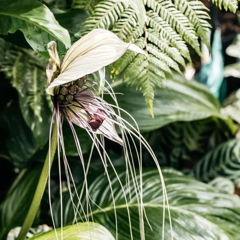 White Tacca Bat Flower Live Plant – 4 inch Tall Starter – Rare Tropical, Shade Loving - Image 3